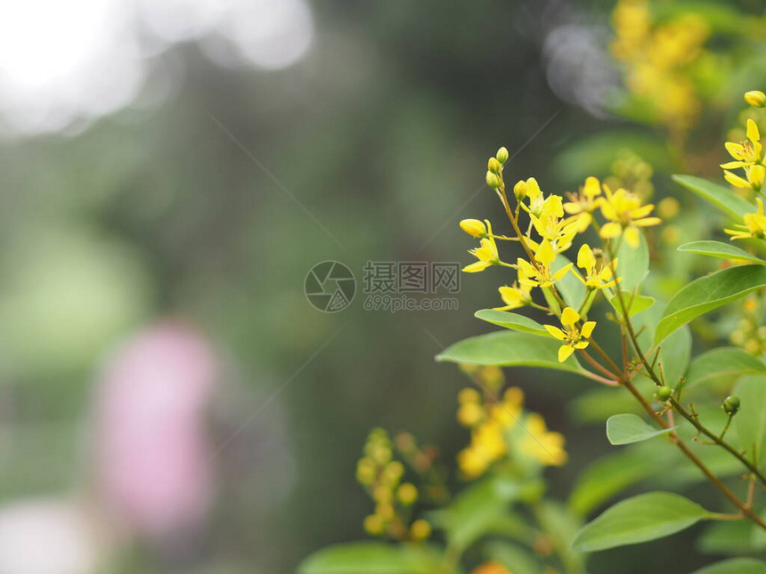 小黄花ThryallisglaucaGalphimiaGoldShower中等灌木深黄色的花序将在花园中绽放的枝末释放图片