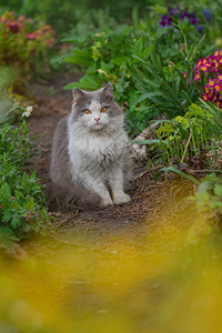 快乐美丽的猫站在树间的花园里猫在花园里玩图片