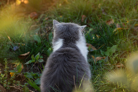 猫在花朵园里闻着花香的味道图片