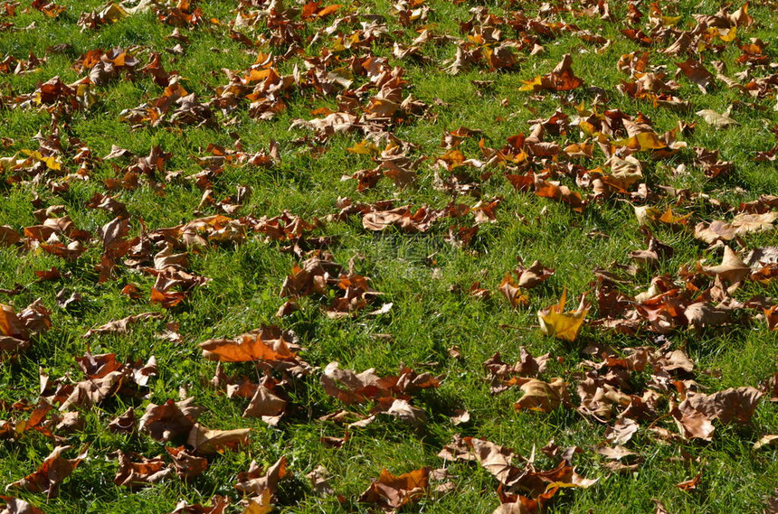 秋日花园绿草背景上的干棕叶图片