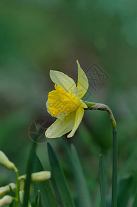 春天新鲜的黄水仙子春天图片