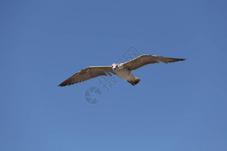 海鸥在蓝天的低空飞行图片