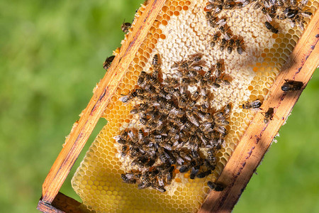 蜂巢框架与绿色自然背景下的蜜蜂巢上的蜜蜂在农村养蜂有图片