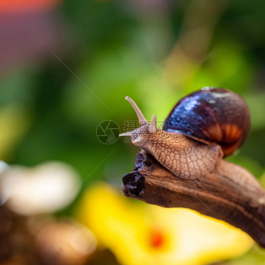 树枝上的大蜗牛伯古第葡萄或海利西达家族的图片