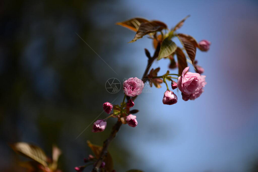 樱花或樱花的紫色在蓝天空图片