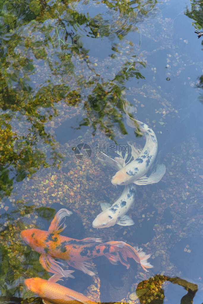 美国得克萨斯州达拉斯附近的植物园浅水塘中游来去的一图片