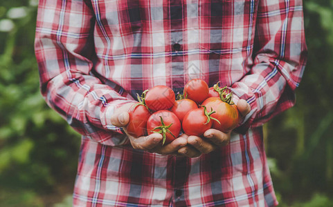 农民手中握着一作物番茄有选择图片