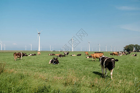 荷兰乌尔克欧洲绿草地原上的荷兰褐牛和白牛与黑图片