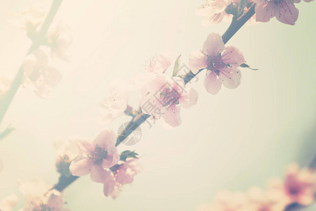 一棵开花的桃树图片