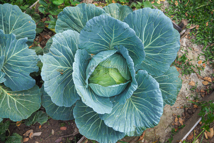 菜园里的新鲜白菜头甘蓝食品健康概念