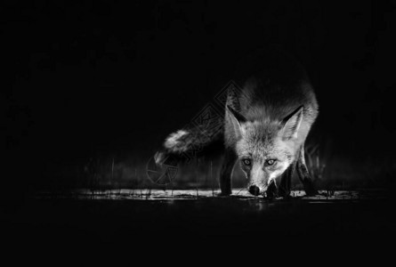 一只狐狸的黑白照片图片