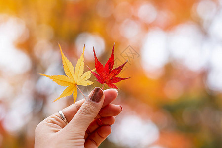 拿着枫叶黄色橙色和红色的妇女手花园中五颜六色的落叶秋季自然背景横幅季节变化不背景图片