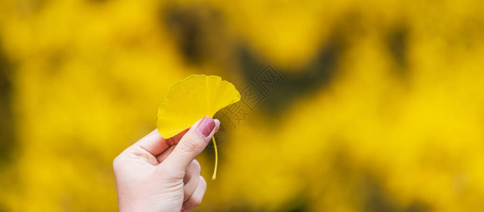 女子手握花园中的黄银杏叶图片