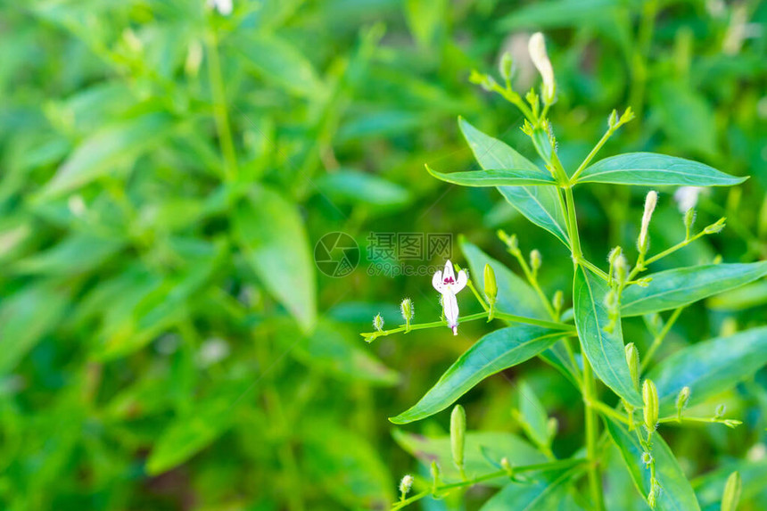 穿心莲新鲜泰国草药本有机植物叶和花特写图片