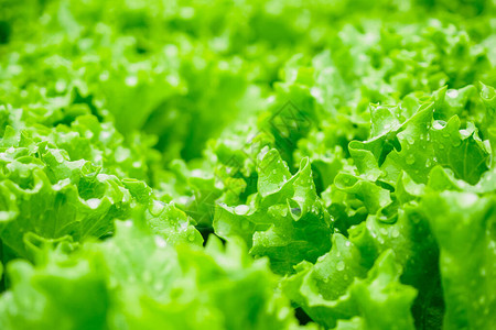 补中益气汤水栽培蔬菜农场系统中的补缝新有机绿色叶背景