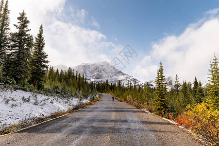 加拿大Banff公园松树林中岩山和雾背景图片