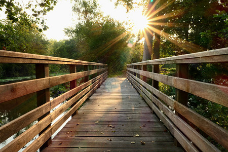 在森林中间的木桥透过树叶的阳光夏季或春季在自图片