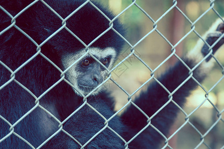 笼子里的Gibbon图片