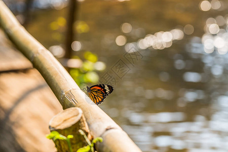 蝴蝶和水的散景图片