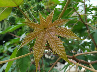 蓖麻油植物特写镜头蓖麻蓖麻或棕榈是大戟科多年生开花植物它是单型属的图片