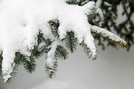 白雪覆盖的云杉树枝图片