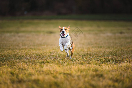 狗比格犬在春天通过绿草场跑跳图片