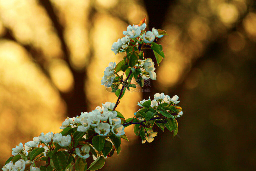 苹果树枝在夕阳的灯光下绽放着白花图片