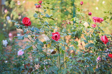 花园里美丽的红玫瑰花图片
