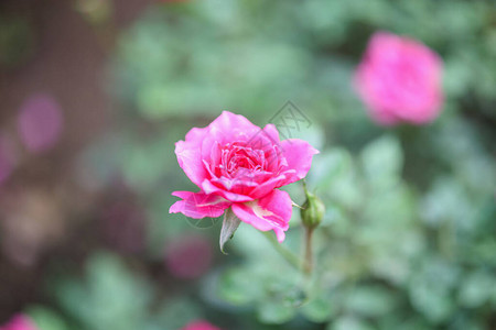花园里美丽的粉红玫瑰花背景图片