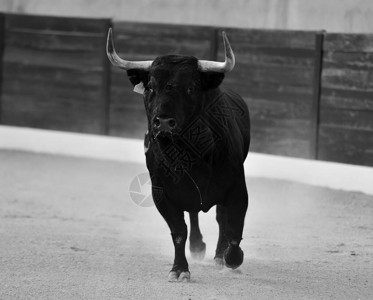 一头愤怒的公牛在西班牙大斗牛场图片