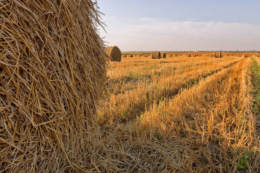 干草捆与天空的农业领域在农田的农村自然草地上的稻草夏季小麦收成金黄色农村自然景观五谷庄稼图片
