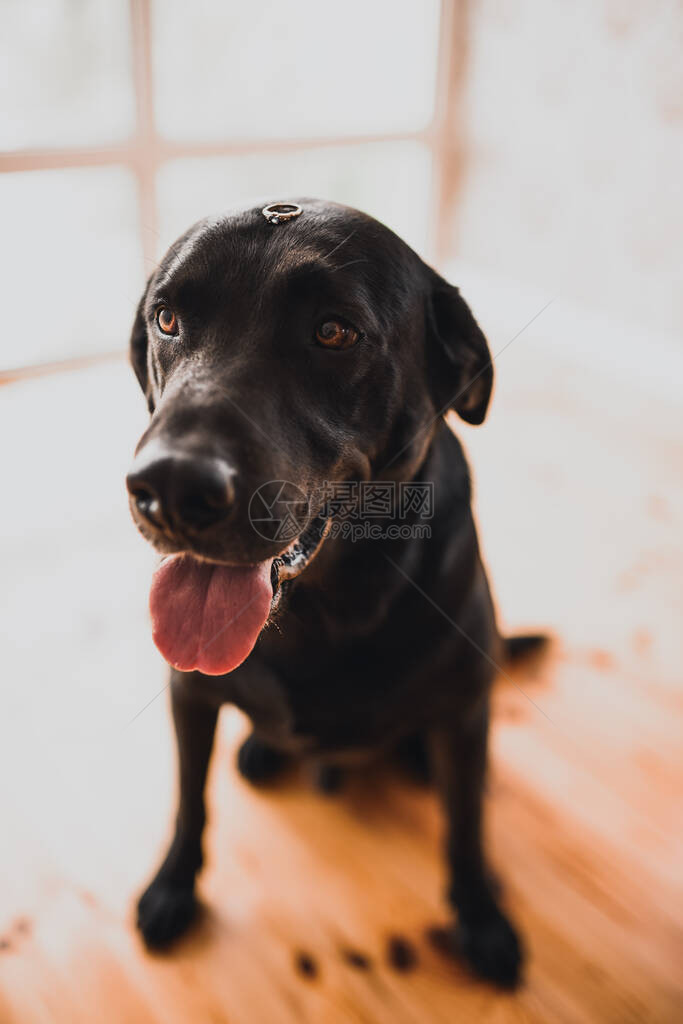 品种猎犬的黑狗坐在房子里图片