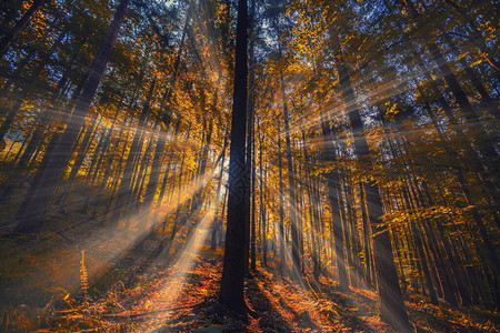 秋天清晨林中美图片