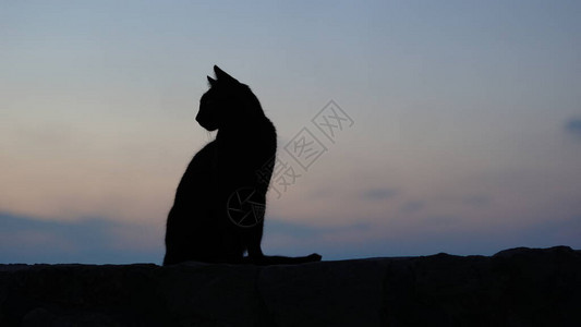 夕阳下的黑猫剪影图片