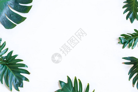 白色背景自然美丽的绿色叶子文字空图片