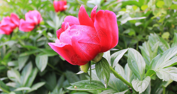 夏日花园里盛开的红牡丹花图片