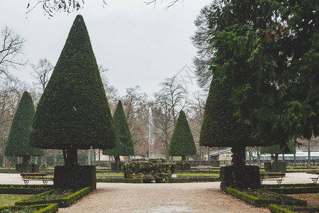 维尔茨堡宫廷花园南花园的圆锥形红豆杉图片