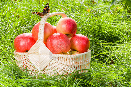 新鲜成熟的红边苹果放在草地上的柳条筐里蝴蝶坐在图片
