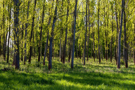 草地上有树木阳光穿过森林图片