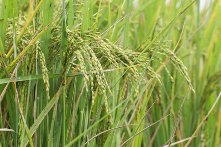 在稻田绿色农田印度西孟加拉邦的乡村形象中完全长大的稻田图片