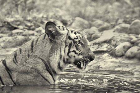 沐浴在水中着色图像它是最大的猫科动物图片素材