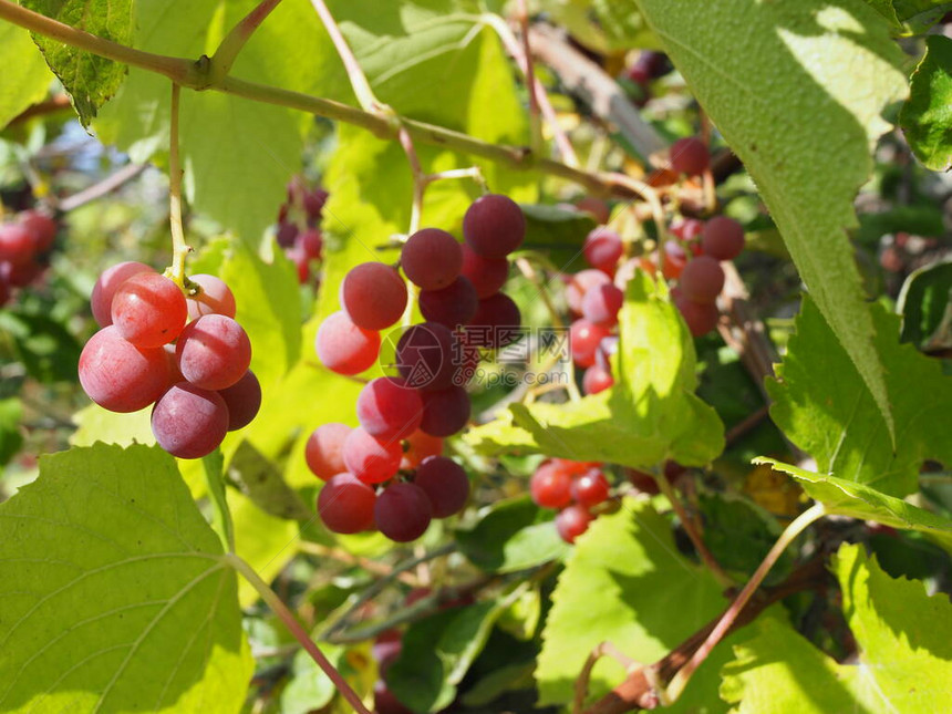 成熟的葡萄挂在葡萄树的葡萄园里在图片