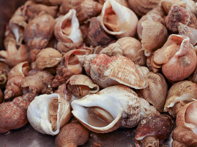 海鲜新海蜗牛在海产食品市场上泡图片