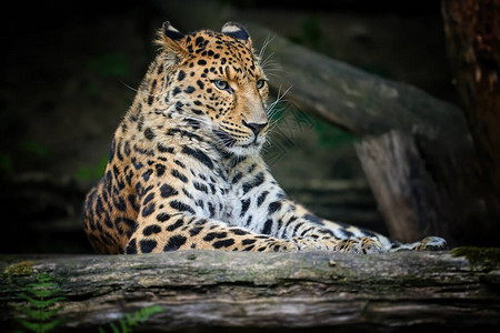 Amur豹Pantheraardusoientalis的肖像图片