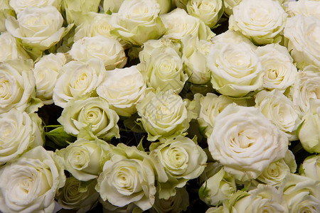 白玫瑰的背景图片