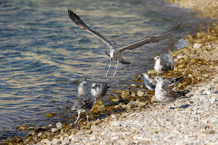 岩石海岸上的灰海鸥群图片