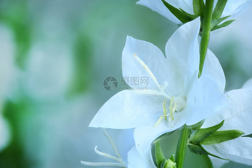 Campanulalatifoliaalba巨型风铃草白色植物是拉丁语小铃铛的意思在俄语中图片