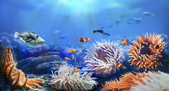 水下海洋世界的动物向日葵海星和海葵珊图片