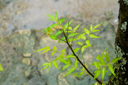 绿色印楝树植物叶子上的雨季树叶图片上的雨滴美丽的雨季图片