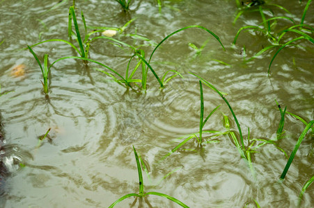 雨季落在水涝农业区发芽的绿草叶上大雨落在地上雨落音效美丽的雨季图片